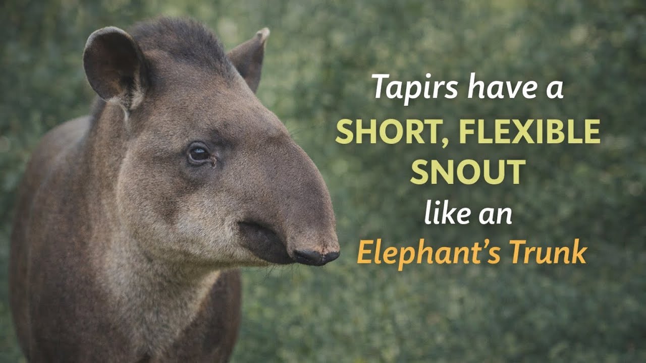 Unbelievable Tapir Facts That Will Shock You