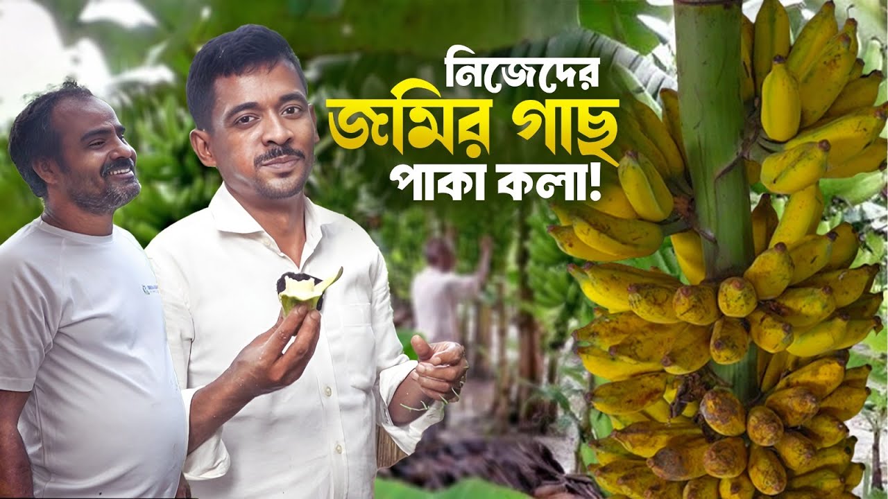 নিজেদের জমির গাছ পাকা কলা! || বৃদ্ধাশ্রম || Milton Samadder || Child & Old Age Care.