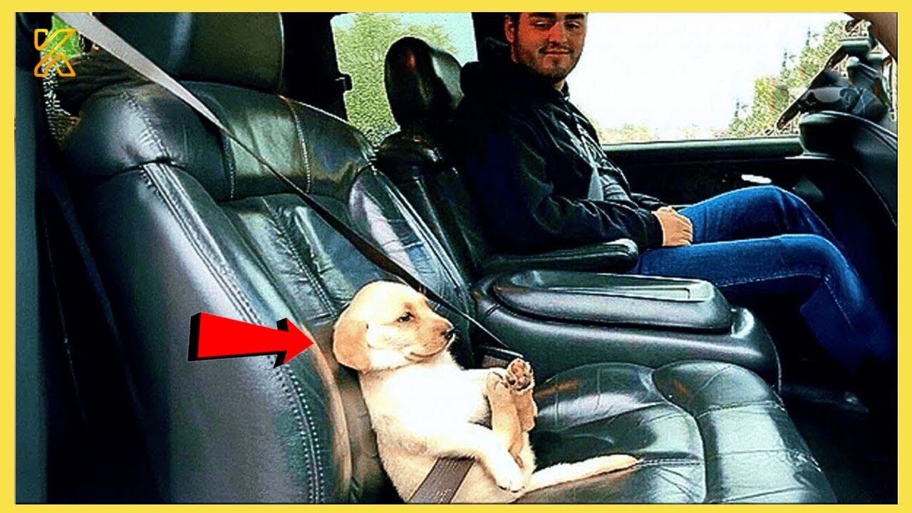 🐶 When Funny Dogs Imitate Their Owners! 🤣 Funniest Dog Reactions!