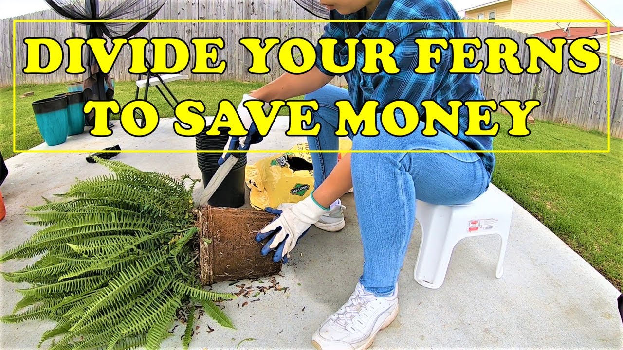 DIVIDING BOSTON FERN TO SAVE MONEY