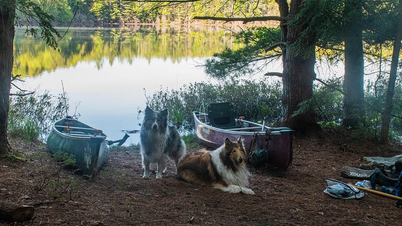 Spring Canoe Camping With The Dogs