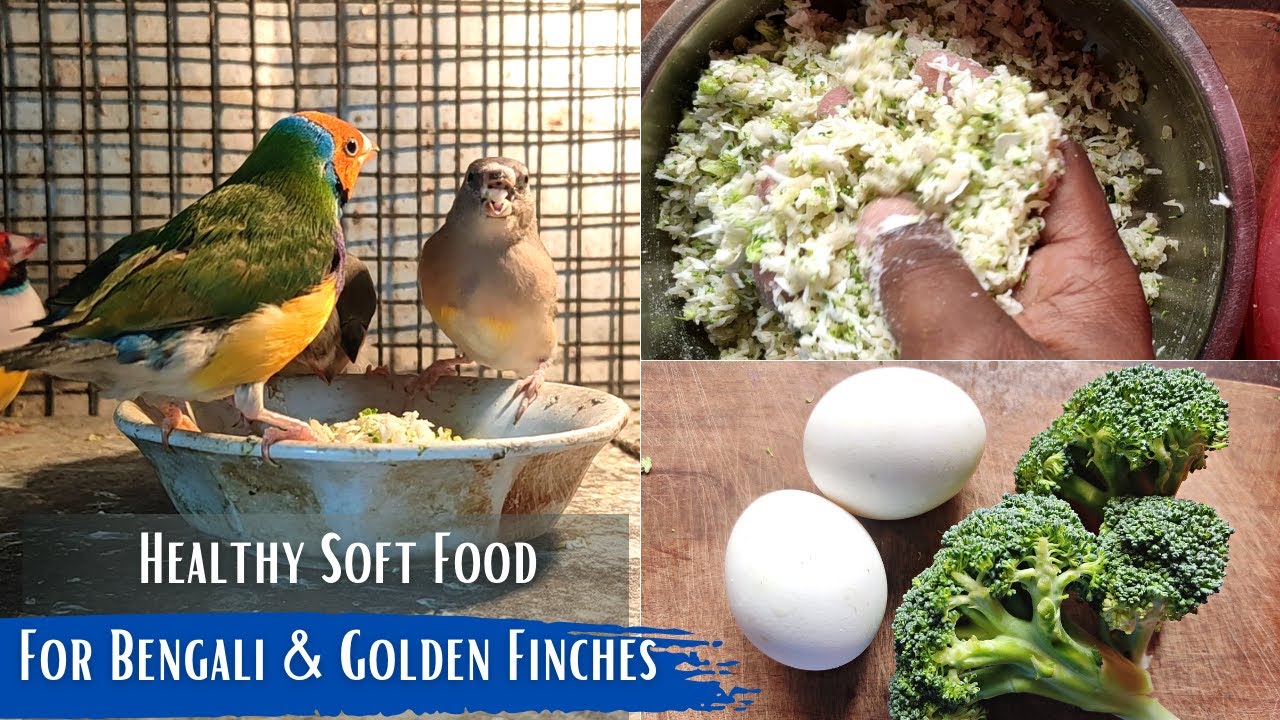 Bengali & Gouldian Finches Soft Food Recipe | Healthy Food For Adult & Baby Finch Birds