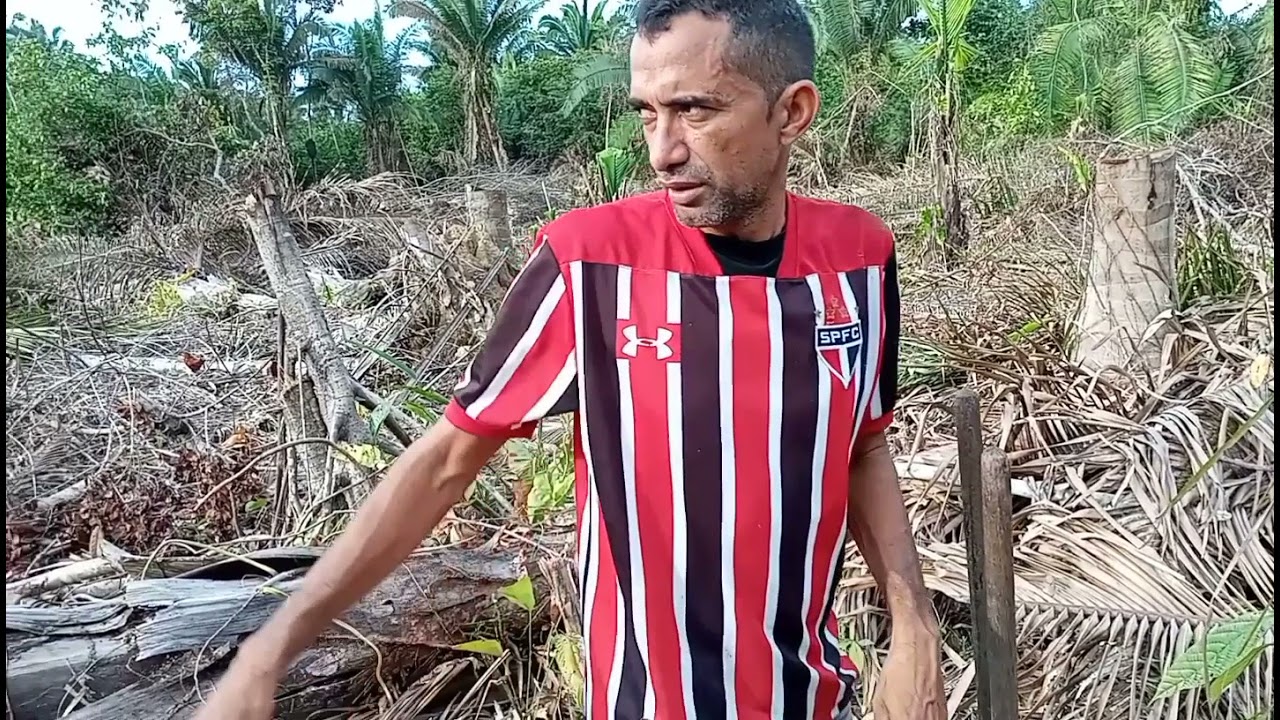 Como mudar mudas de açaí