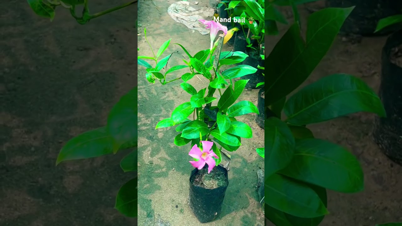 Mand bail plants 🪴  Shoaib Khan nursery Gajraula all india supply