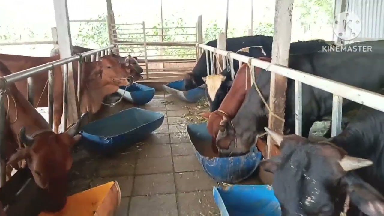 25/7/24 Mòi cô chú ac xem mô hình vô béo bò nông hộ quy trình dinh dưỡng
