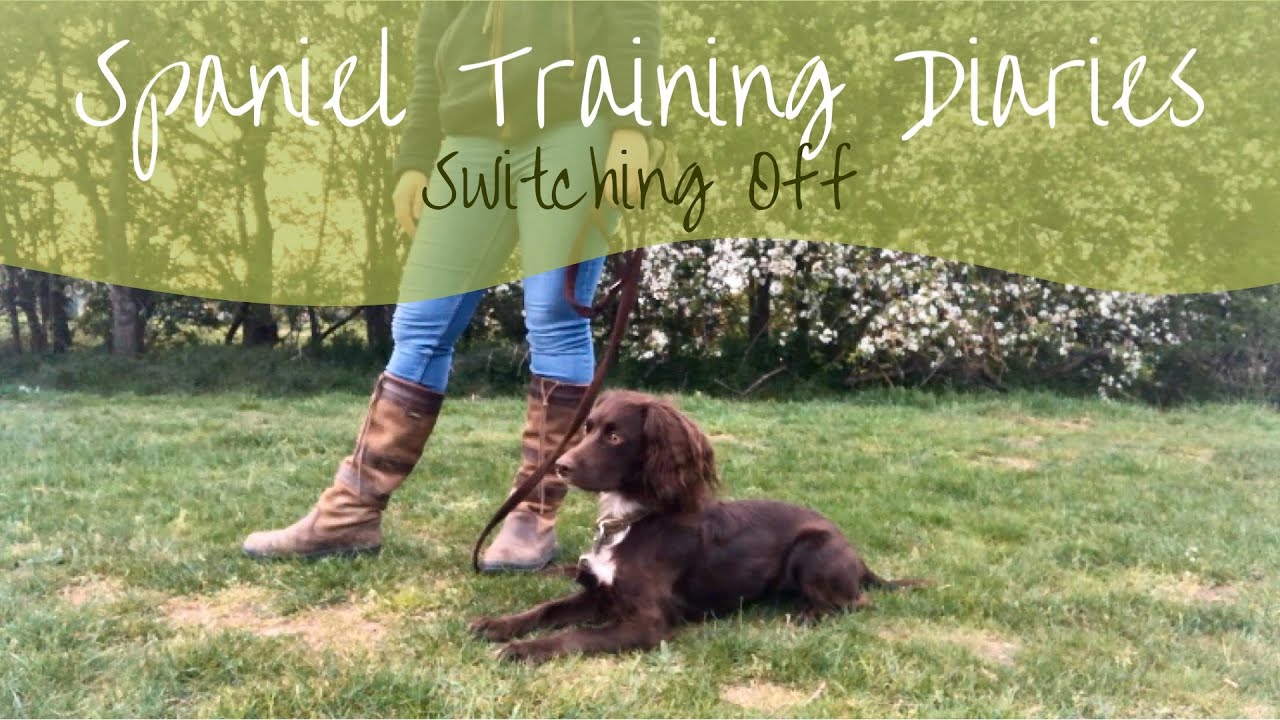 Gundog Training - Switching Off