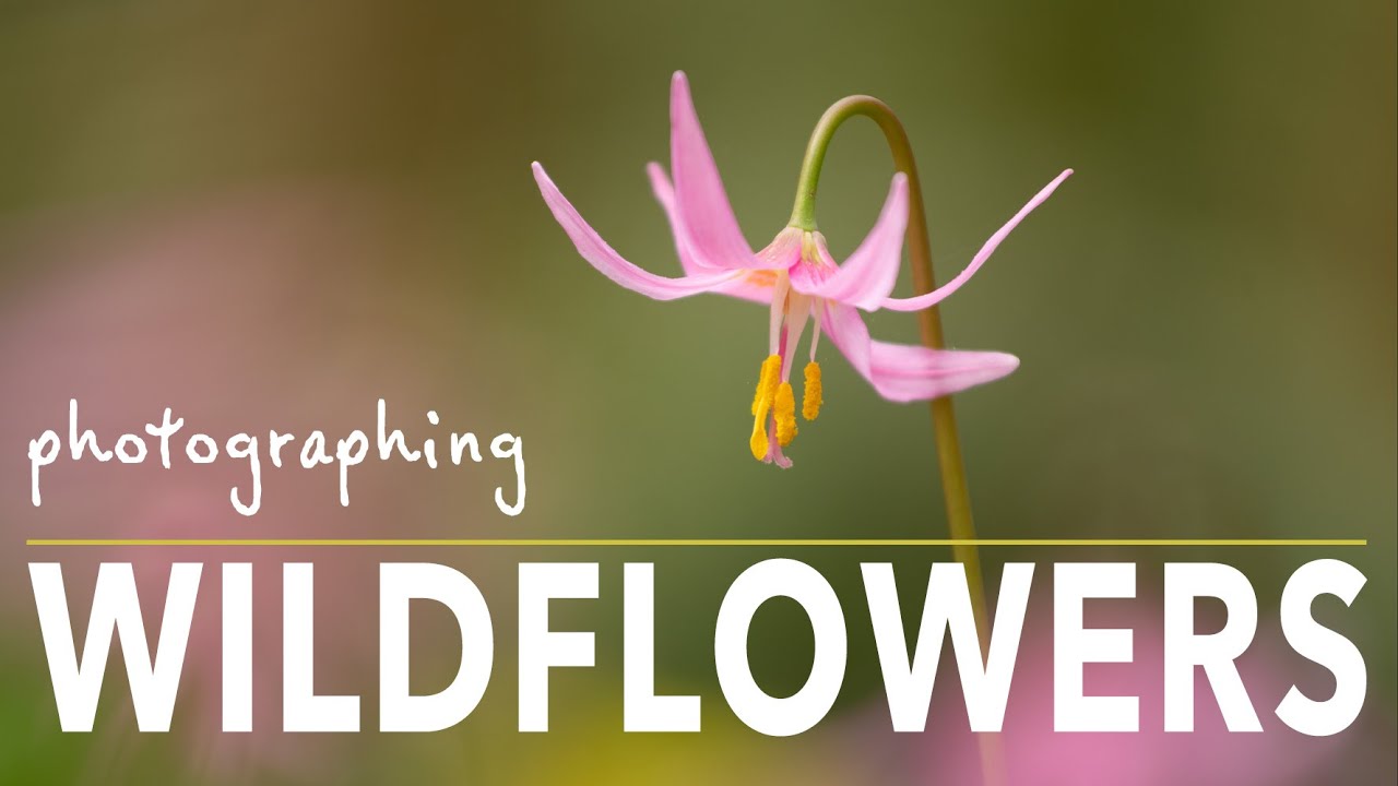 Photographing Spring Wildflowers