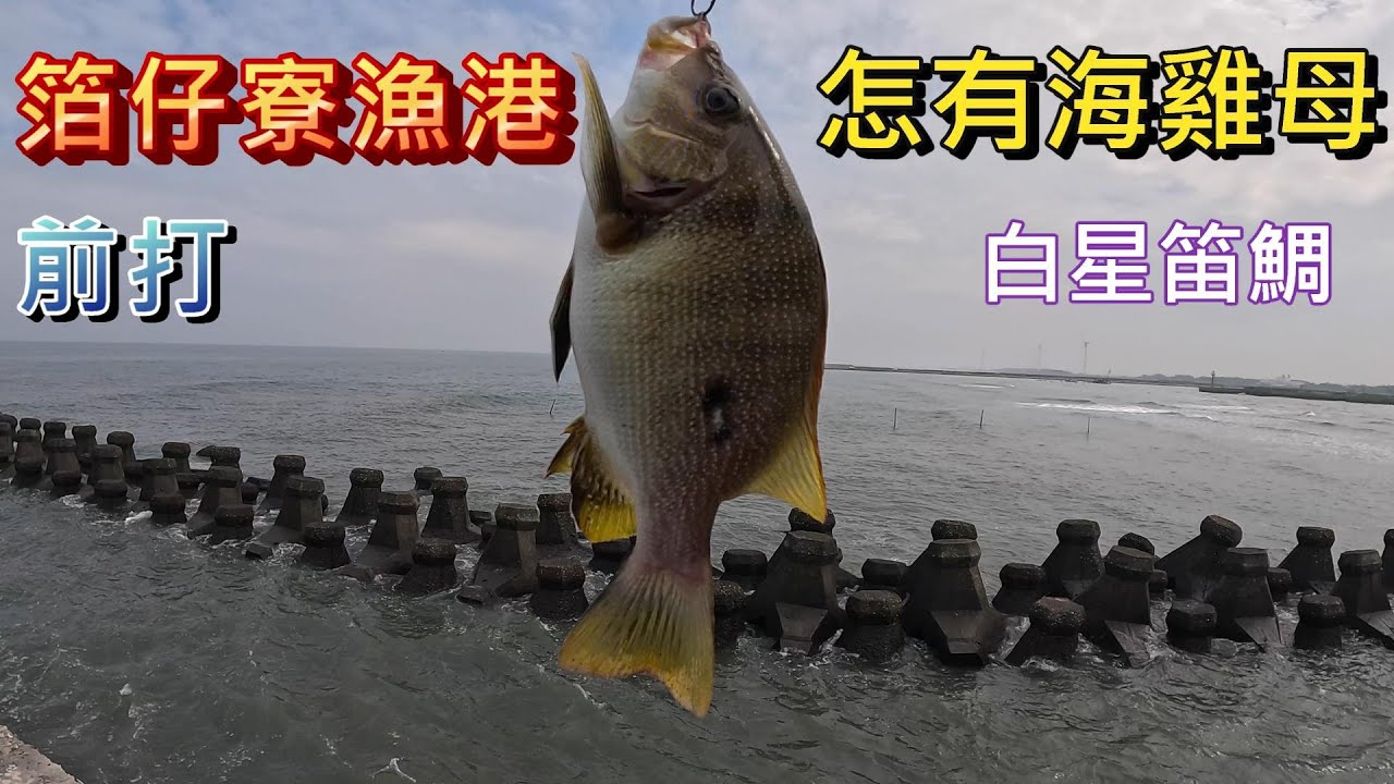 箔仔寮漁港內竟然有這種魚 高級夢幻魚種(花臉）還有很多石斑