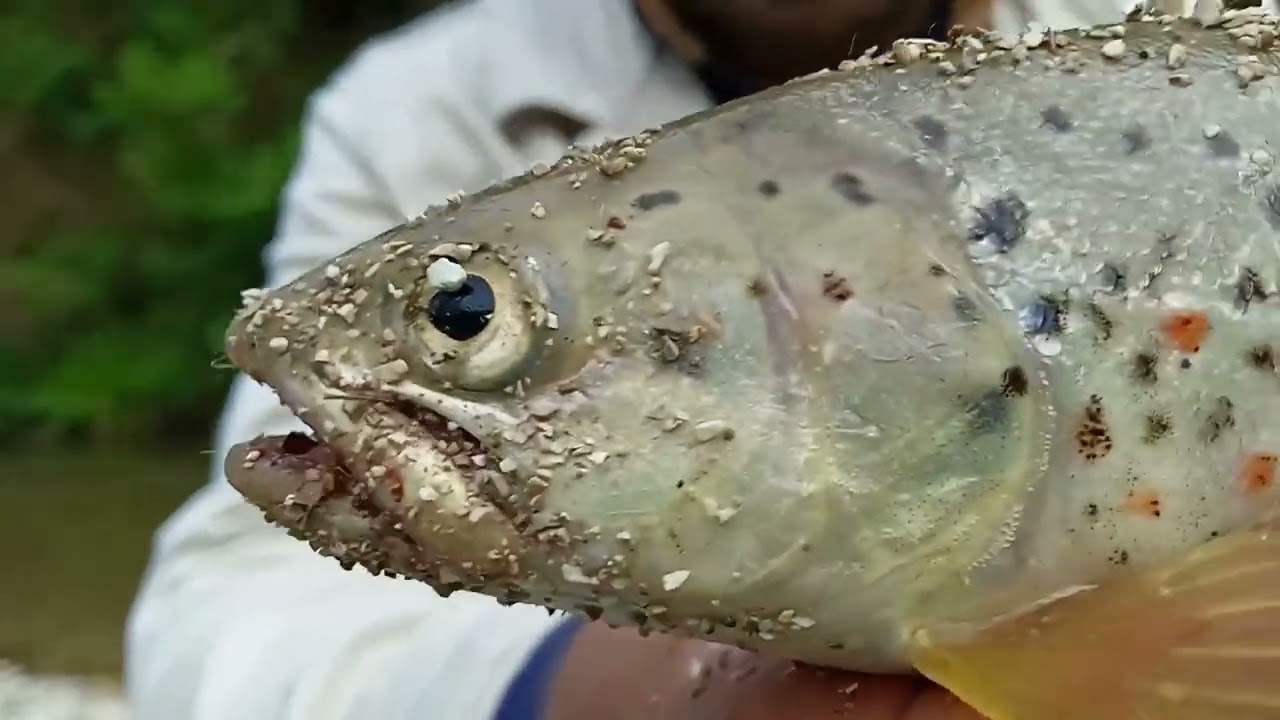 ΓΟΡΜΟΣ ΠΟΤΑΜΟΣ ΨΑΡΕΜΑ ΠΕΣΤΡΟΦΑΣ......GORMOS RIVER FISHING TROUT    KALAMAS RIVER