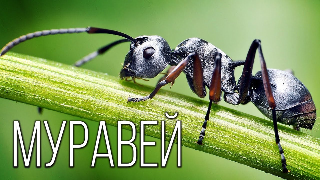 Муравьи: Тайная Жизнь Маленьких Колонизаторов | Интересные факты про муравьев