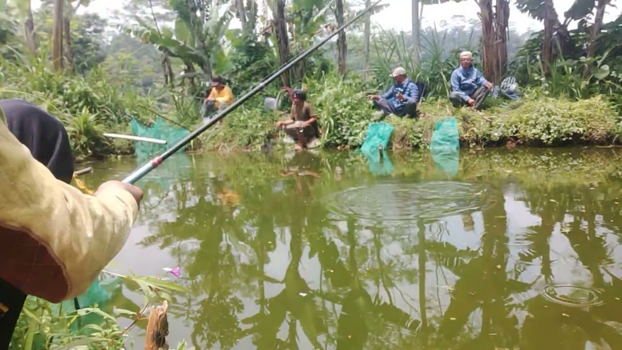 masih di mancing borongan lagi isi an ikan nilla wader 
