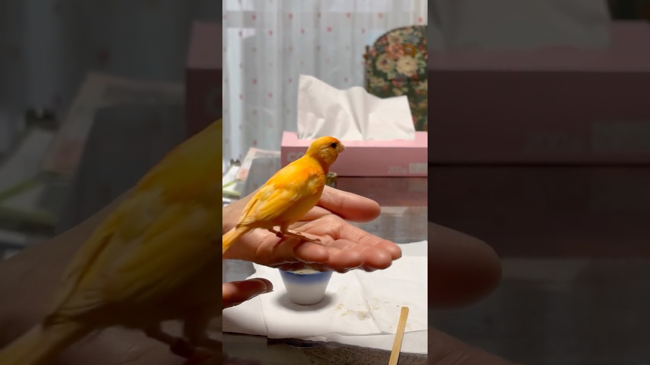 🐥🍚ごはん より遊びたい3兄妹🐤手乗り赤カナリアりんりんの歌声🎶#心の癒し #手乗り赤カナリア #奈良観光 #季節の花々