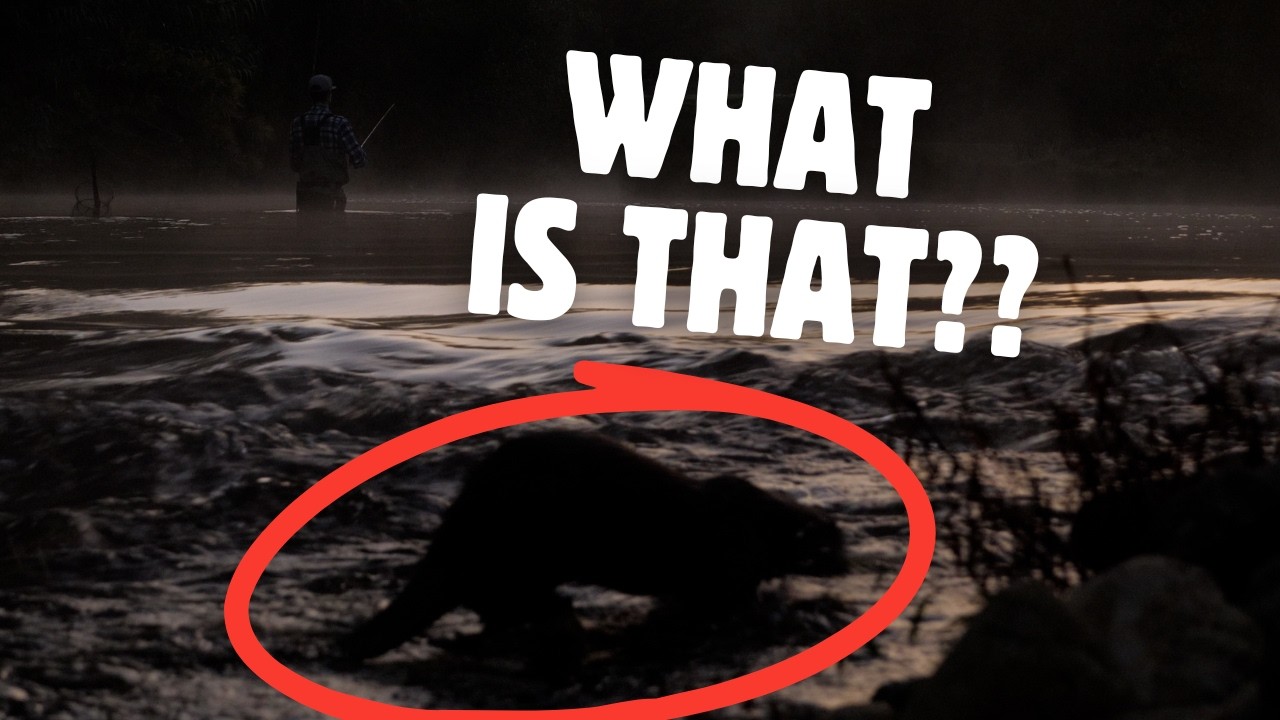 1 hour straight lure fishing for trout at dawn with unexpected guest - morning sounds in secret spot