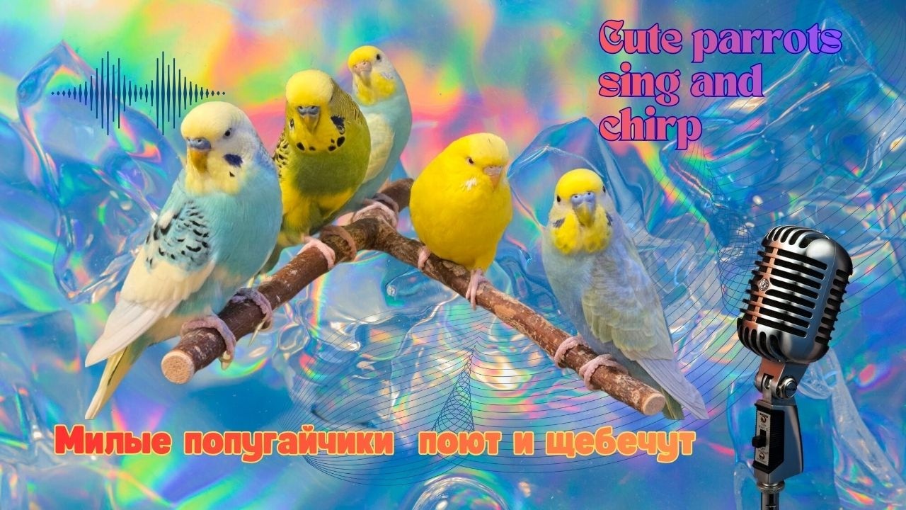 Cute Budgies Chirping Милые попугайчики щебечут🎶🐦❤️