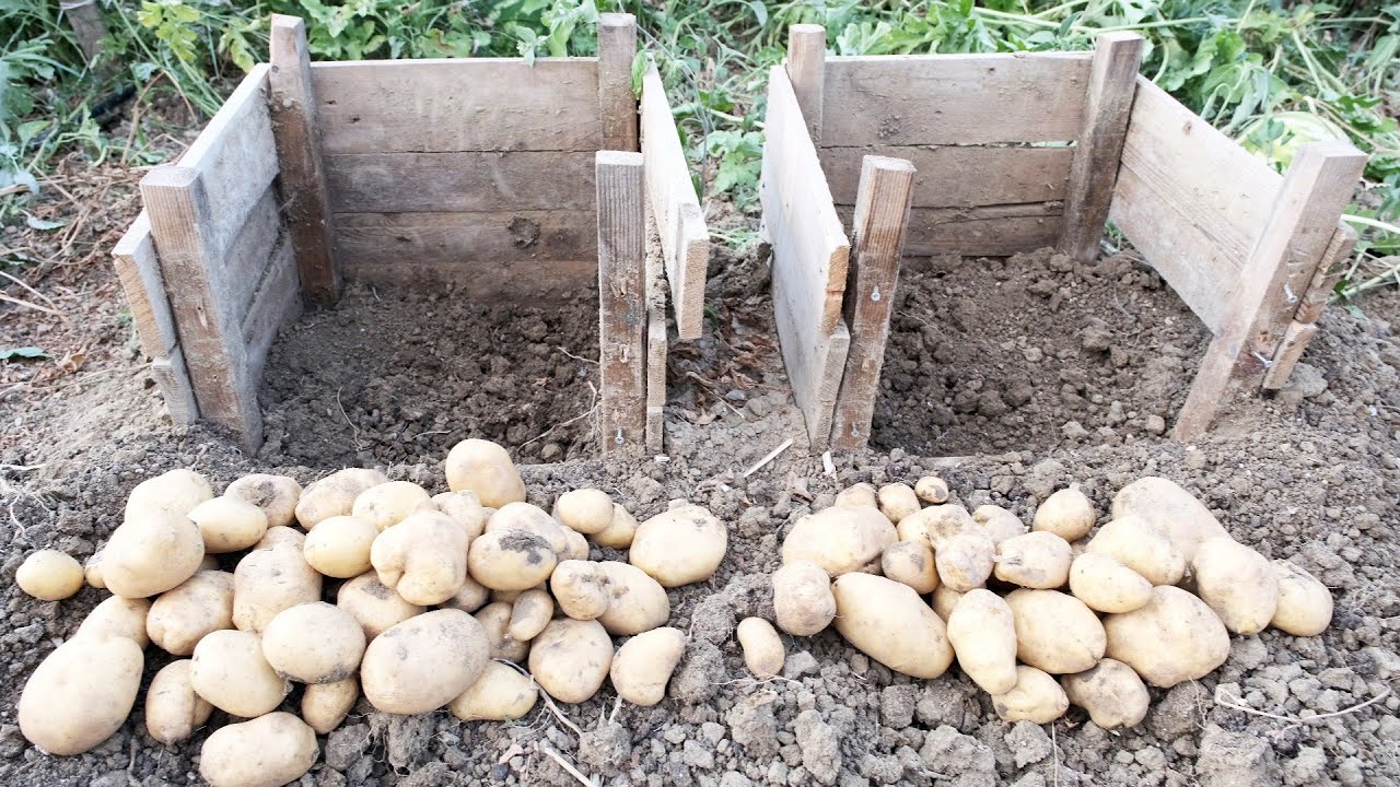 Katlı ekim yaparak patates yetiştirdik, birim alanda daha fazla ürün aldık