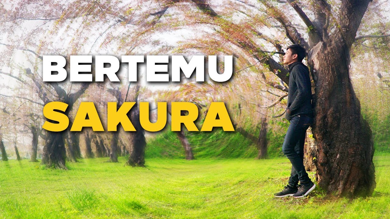 Bertemu Sakura