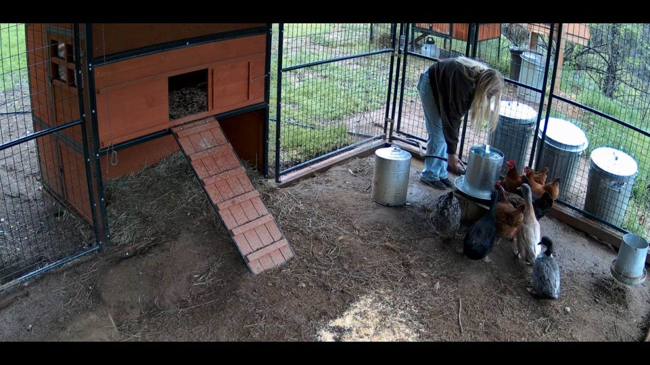 Live Chickens and Ducks!