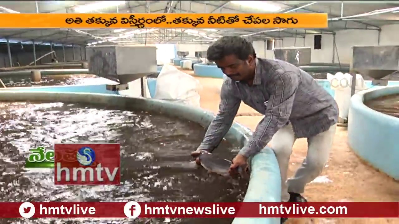ఆర్‌ఏఎస్‌ పద్ధతిలో పావు ఎకరంలో చేపల పెంపకం..! Modern Fish Farming Methods (RAS)| Nela Talli | hmtv