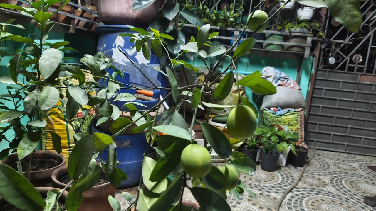 How to report a CITRUS 🍊 plant with fruits . কিভাবে এই সময় একটি ফল ধরা লেবু গাছকে রিপোর্ট করা হবে।।