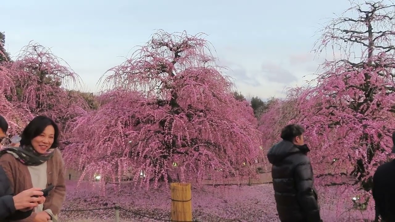 鈴鹿の森庭園SuzukaForest (Weeping Plum)