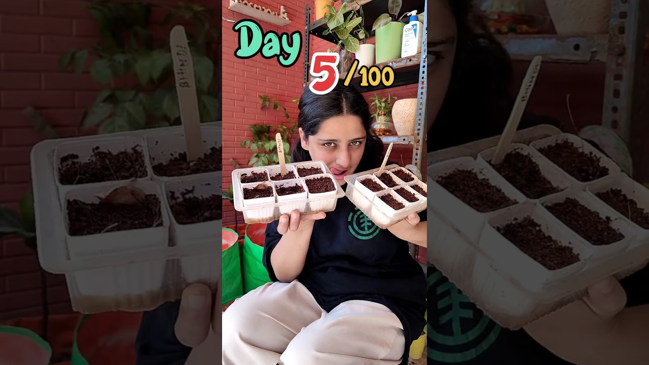 planting summer seeds !!!