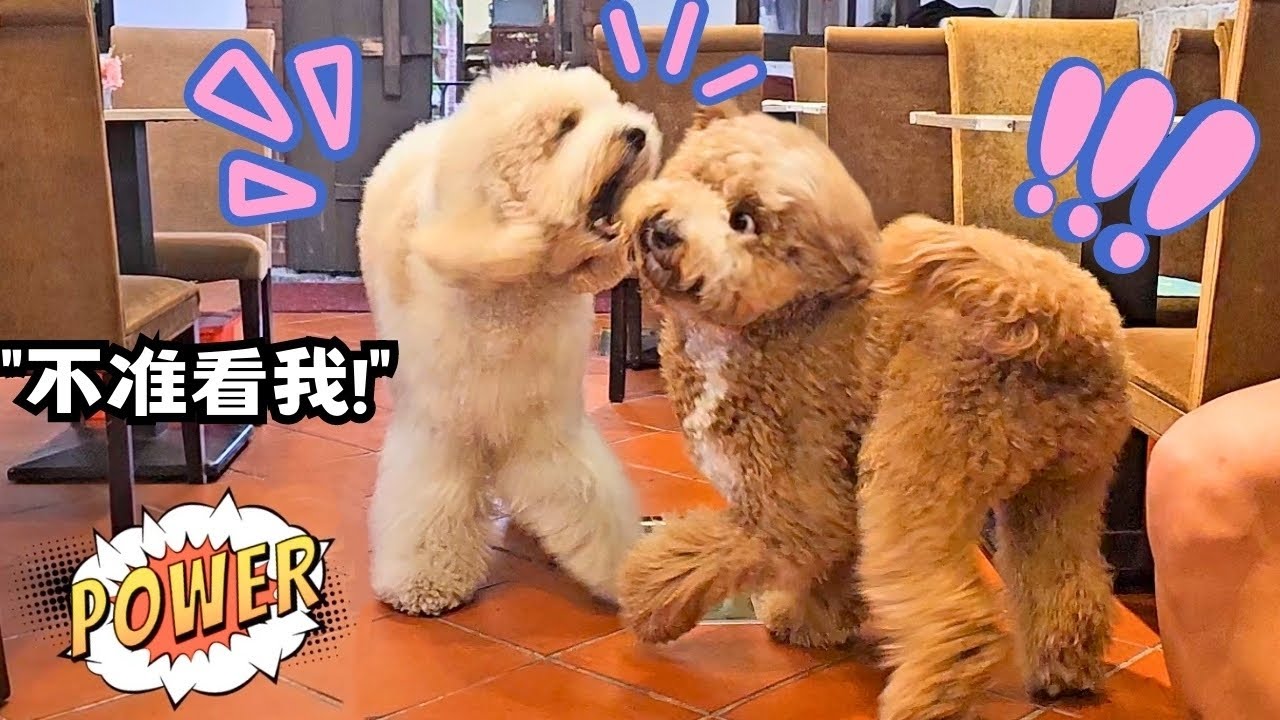 當巨型貴賓遇到