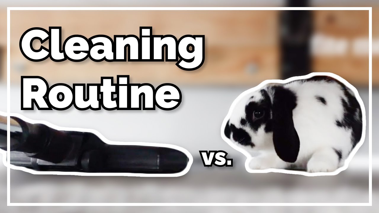 Our 5 Step Cleaning Routine (Bunny Safe) | Removing Pet Hair From Carpets