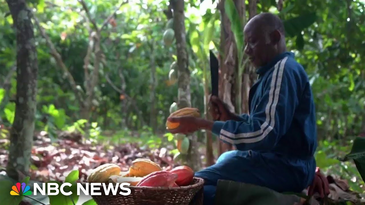 Chocolate prices rise as climate change threatens cocoa harvest in West Africa