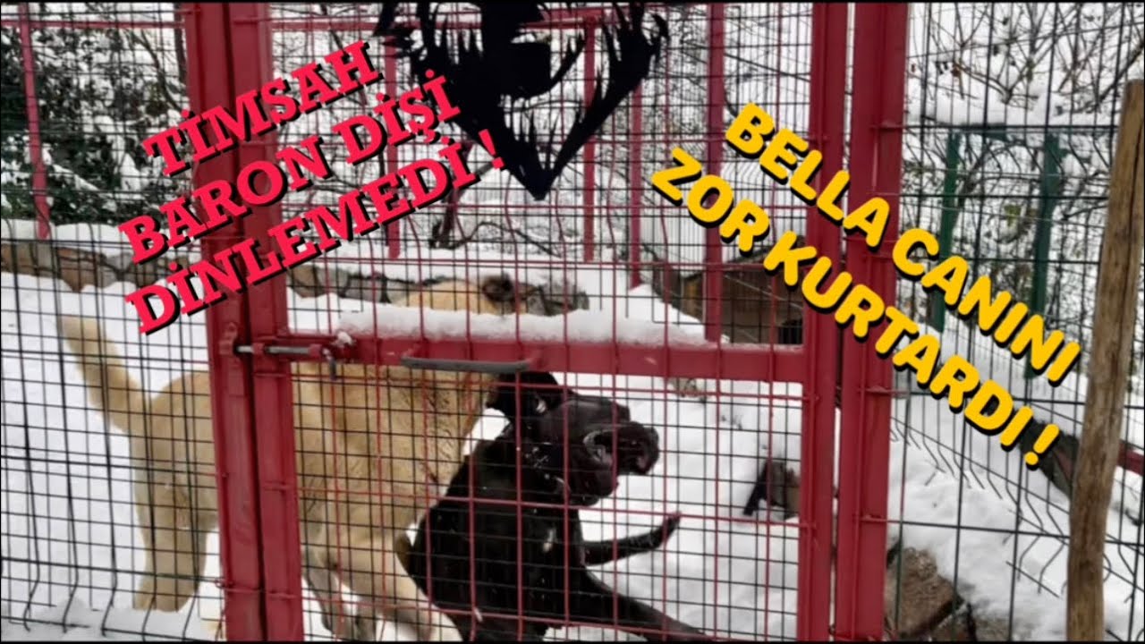 KANGAL BARON BELLAYA ACIMADI