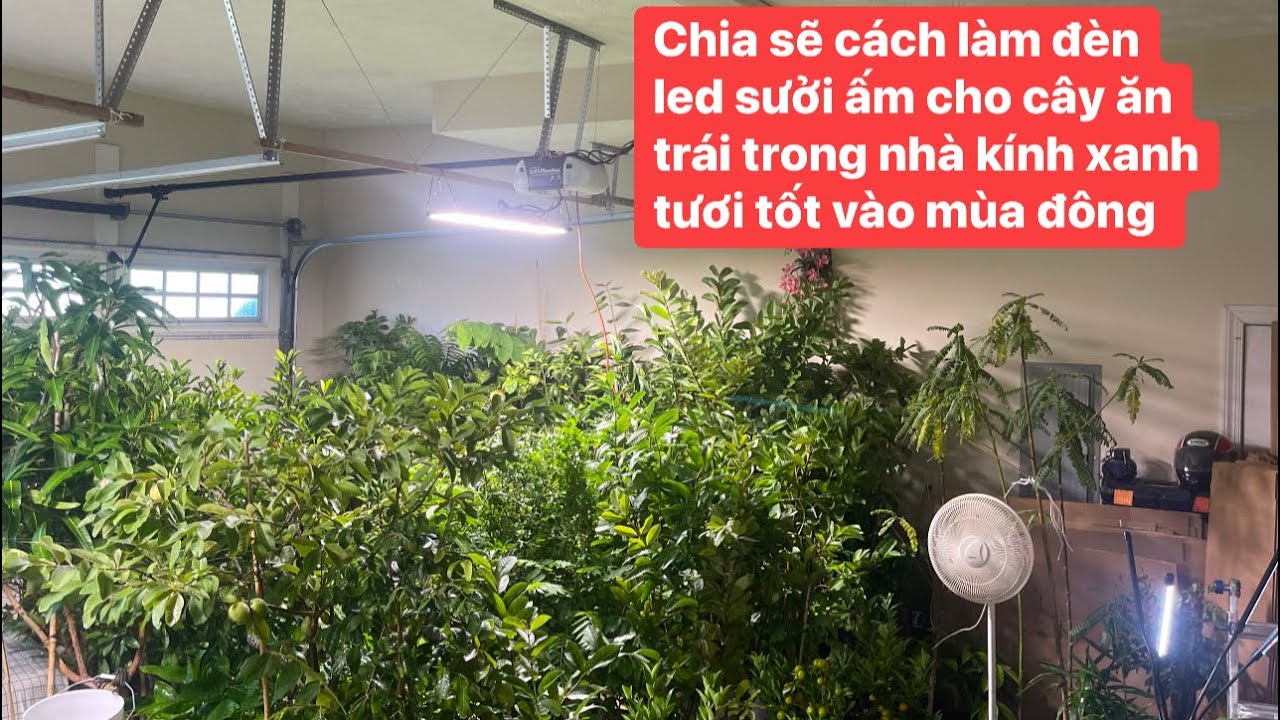 Chia sẽ làm đèn LED .máy nóng ,nhiệt độ đúng cách.cây ăn trái xanh tươi  trong nhà kính  mùa lạnh..