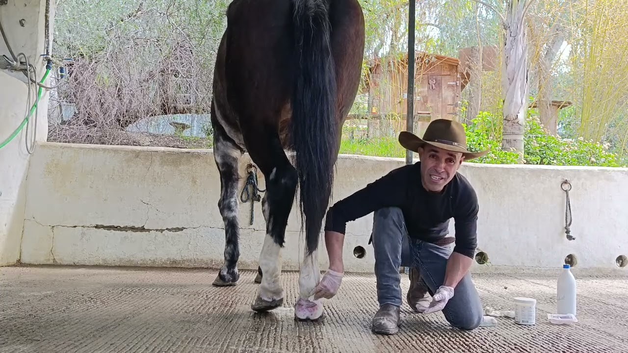 ARESTINES ES UN HONGO que es muy difícil curarse en los caballos 🐎 y es también muy doloroso😔
