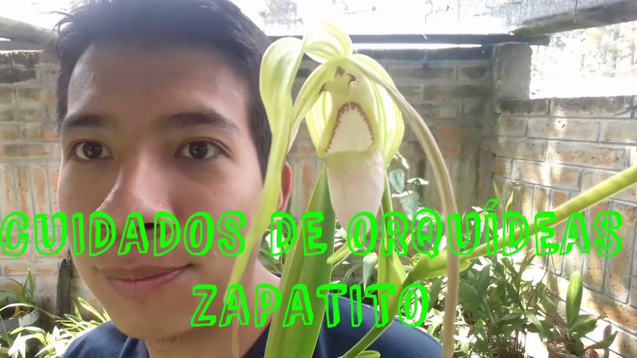 ¿Cómo cuidar  orquídeas Zapatito (Phragmipedium y Paphiopedilum)? || Orquiplanet