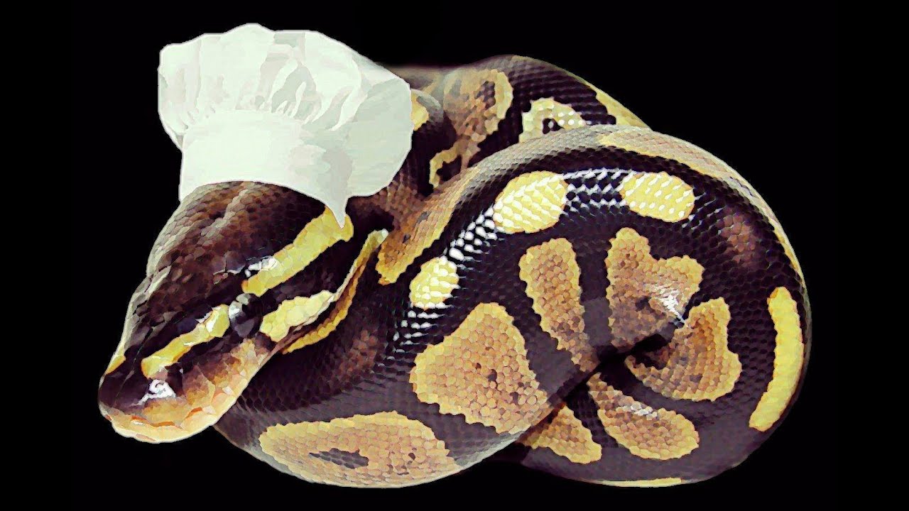 Snake Becomes a Chef : SnakeBytesTV