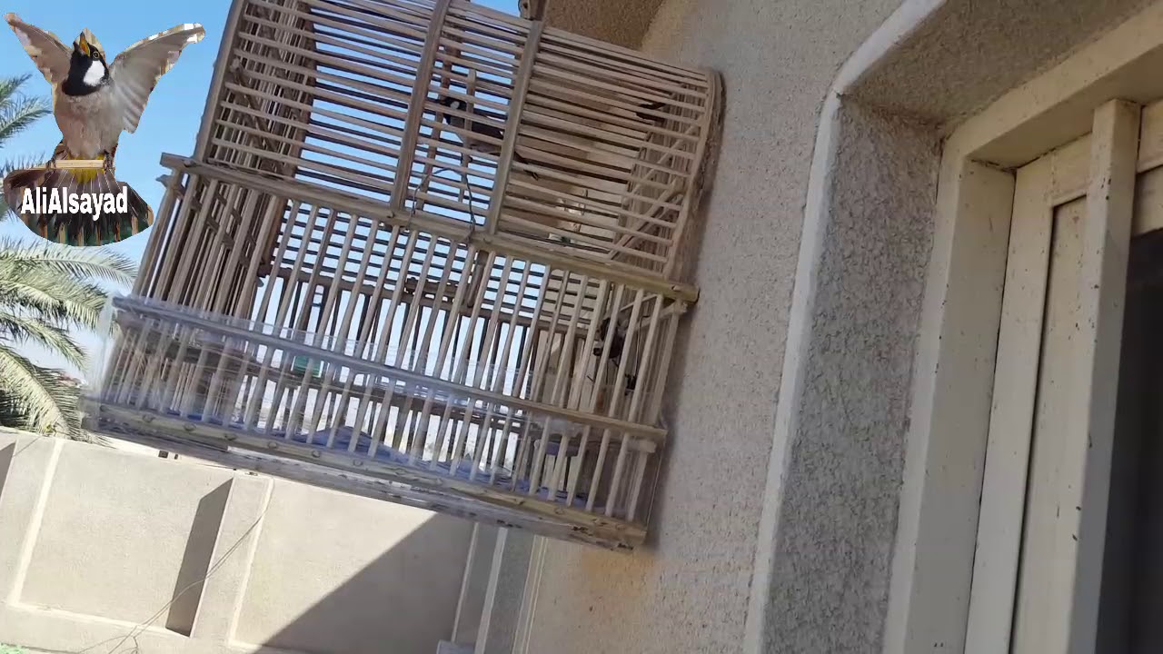 أسمع وشوف أستعراض موزارت ... لسانات طبك زنجيل برواز اجناحات تصكير كله بأول تعليكه أله نص فتحه