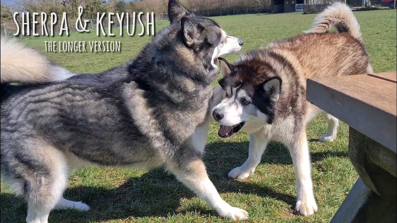Two Husky's Reunite after months of being apart! This will make you Smile!