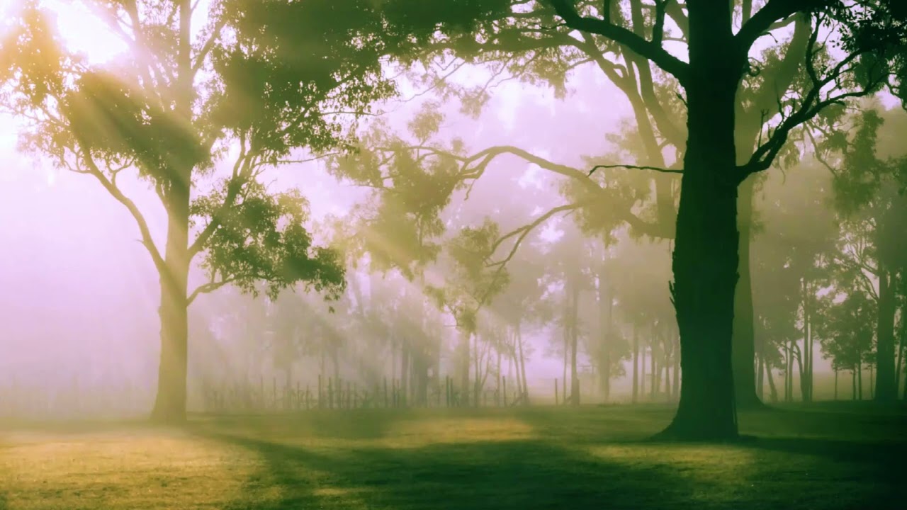Yoga, Meditation or Sleep | Drift and dream with gentle birdsong and peaceful music