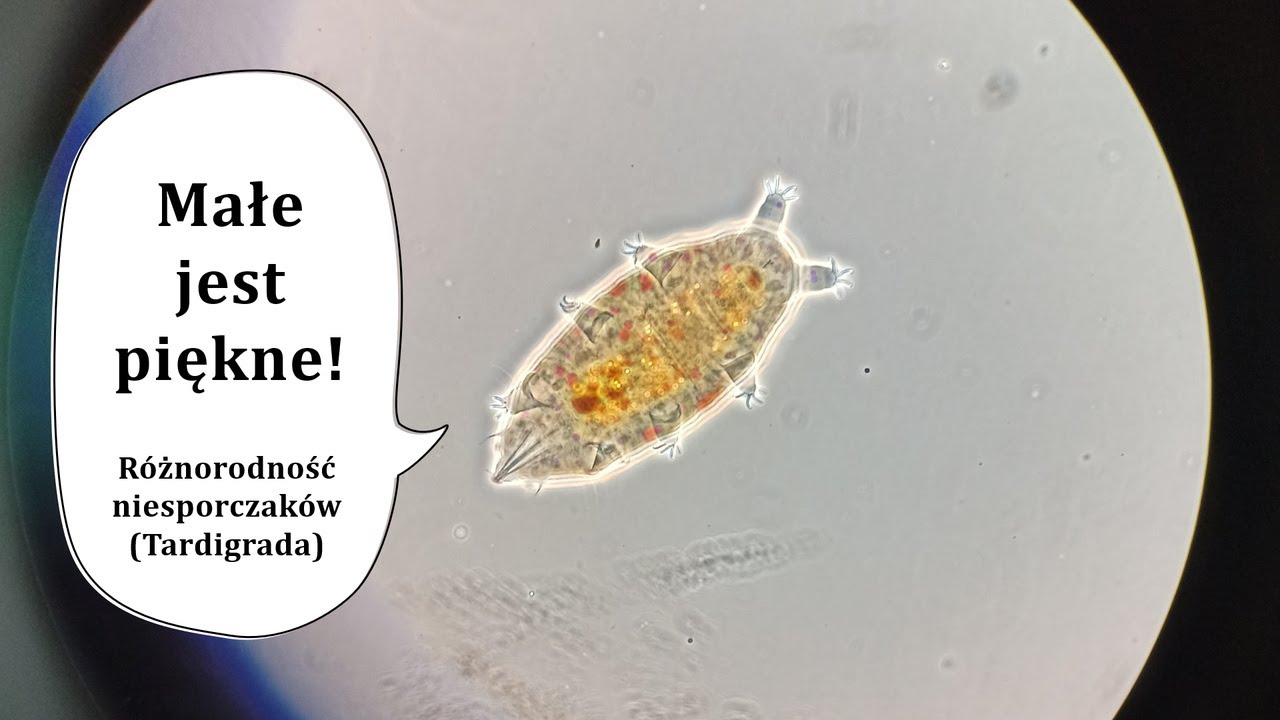 Małe jest piękne - R&oacute;żnorodność niesporczak&oacute;w (Tardigrada) - Sekcja Astrobiologiczna KPStUJ