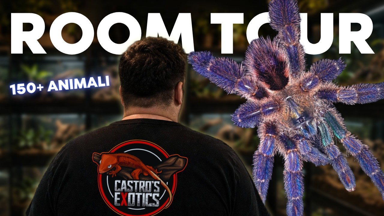 ROOM TOUR 2025 – IL MIO ALLEVAMENTO DI ANIMALI ESOTICI