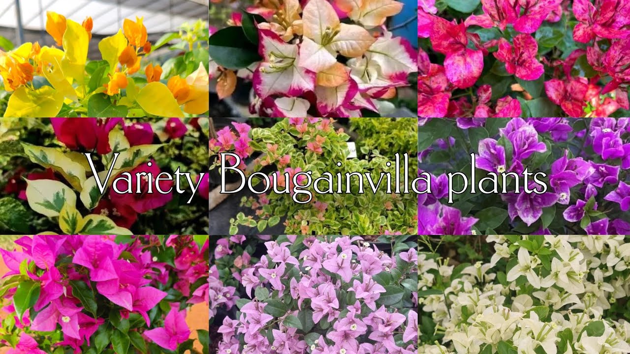 Rare Variety Bougainvilla Plants For Sale|Bougainvilla|Plants|Zahar Gardens|