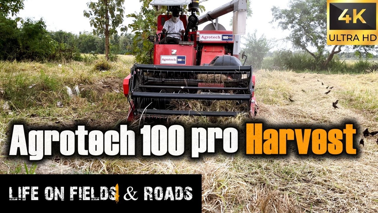 Village Life: Paddy Harvesting in Sri Lanka 🇱🇰 