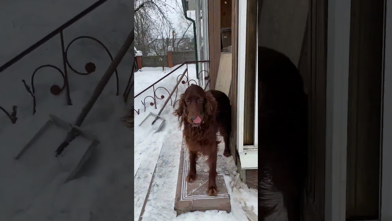 История о том, как умный и ловкий Бостон украл веточку у сеттеров #dogs #beagle #ирландскийсеттер