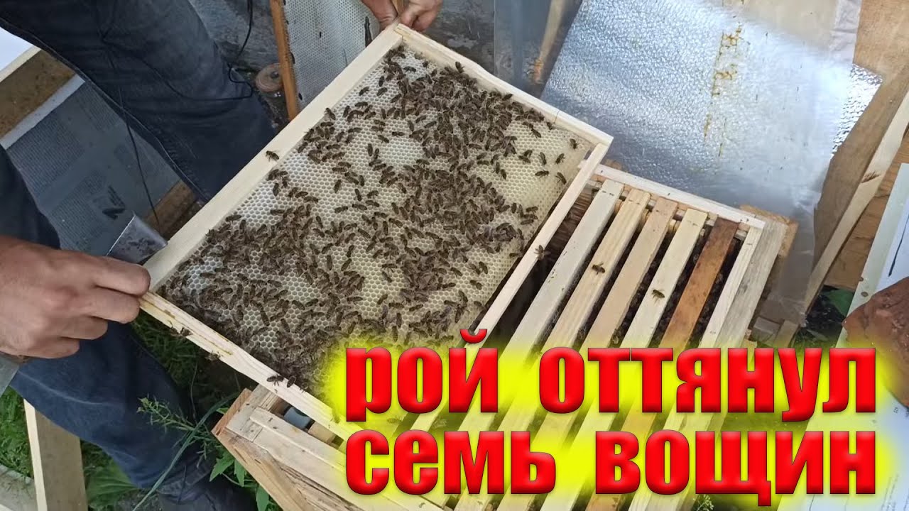 Как правильно оценить силу пчелиного роя. Сколько поставить вощины в рой. Ошибки пчеловода