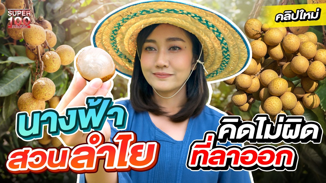 เคยกินไหมลำไยแบบผง ? ลาออกจากงานประจำ มาทำสวน #ปอย สาวยอง เกษตรกรยุคใหม่ | SUPER100