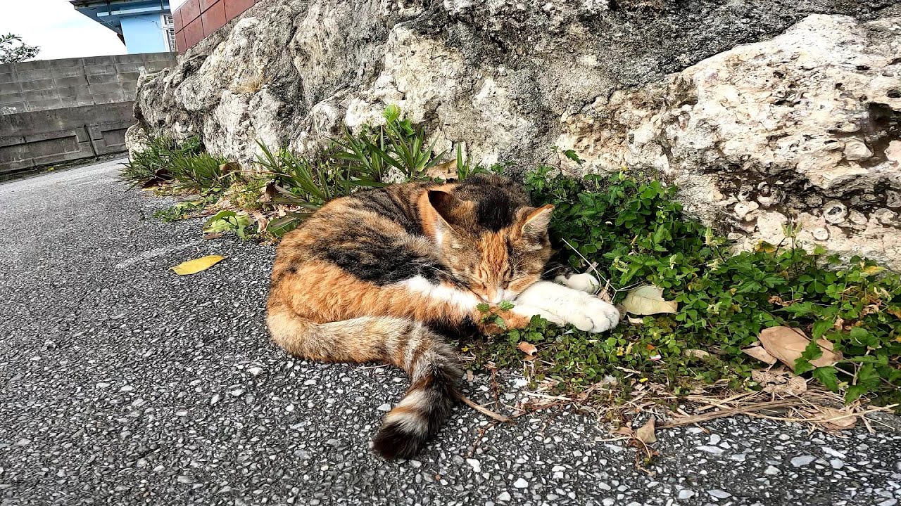 リラックスできる音楽と猫。睡眠音楽。やっぱり猫が好き。野良猫の日常