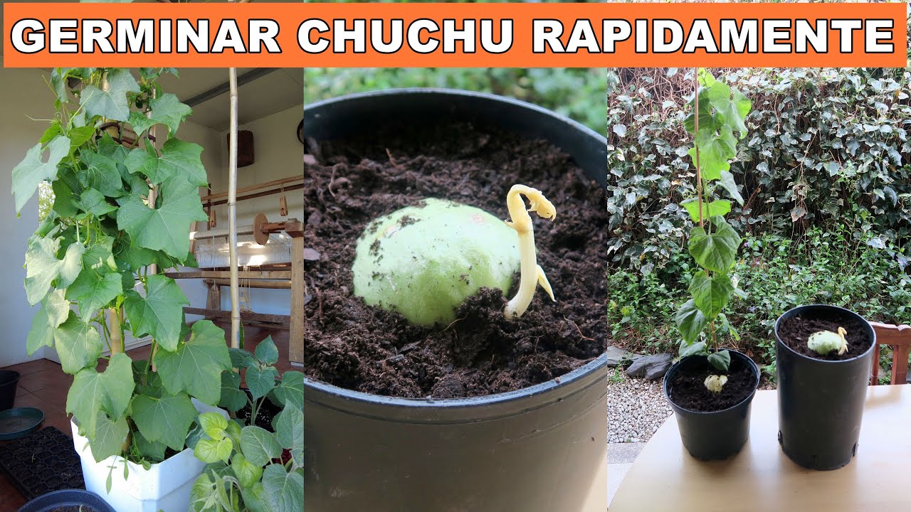COMO GERMINEI CHUCHU DO SUPERMERCADO MAIS RÁPIDO