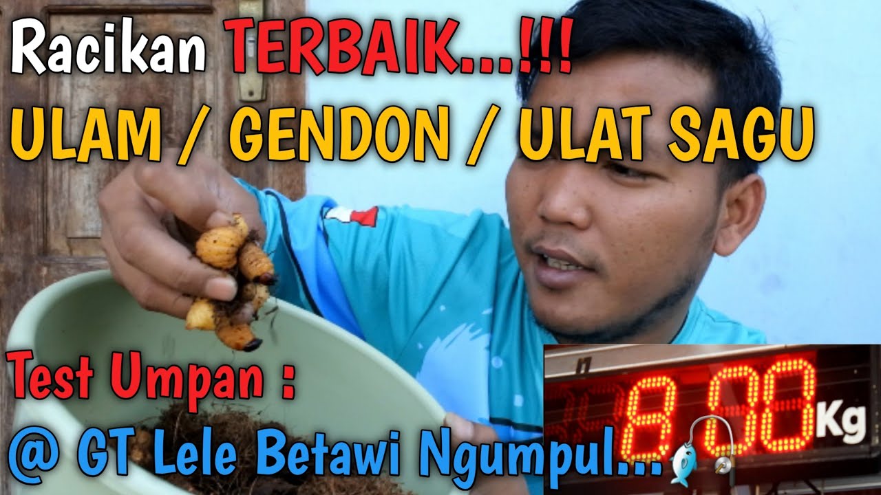 ULAM / GENDON / SAGU ULAT - Галатама острая приманка для сома - TOTAL & BABON Masyuukkkk ... !!!