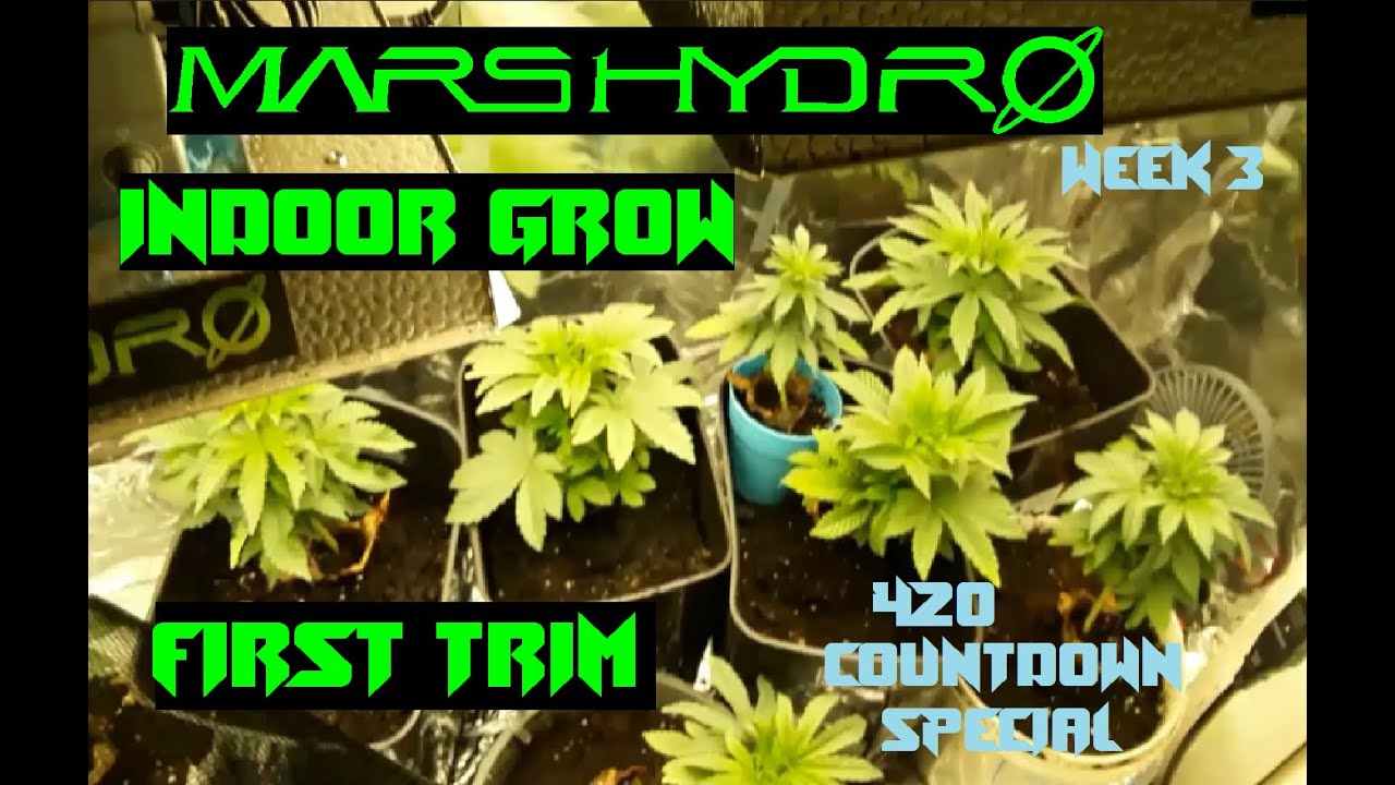 Trimming weed plants first time Mars Hydro Grow Weed Plants first Trim
