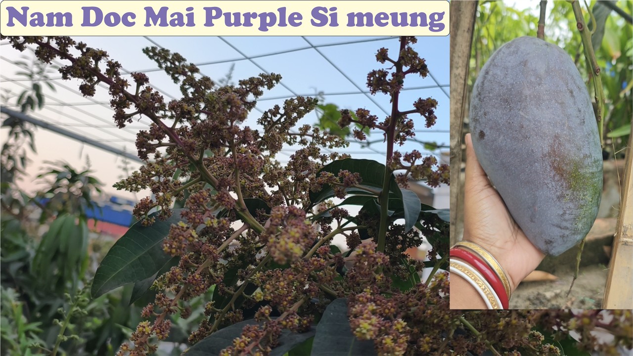 Some information about nam doc mai purple si meung 23 February 2026