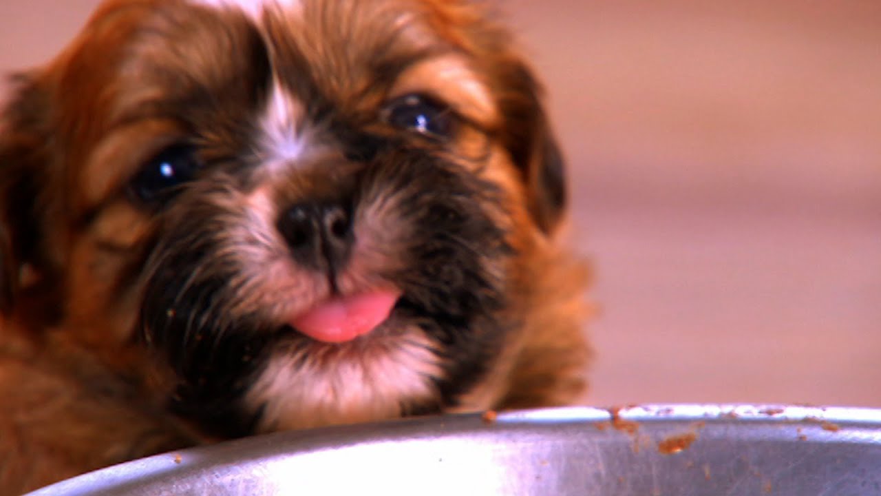 Puppies Learning Things For The First Time