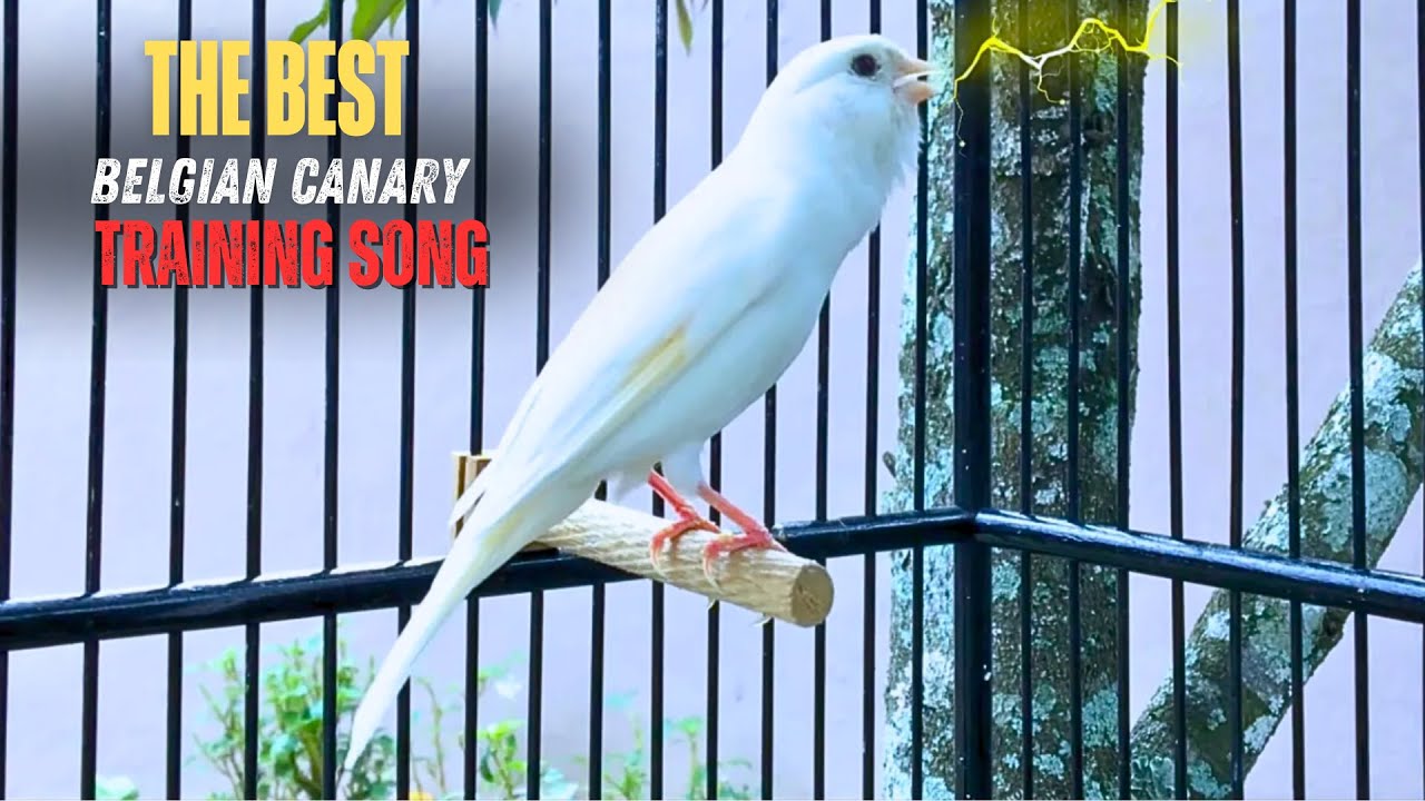 Every Canary Starts Singing After Hearing This!